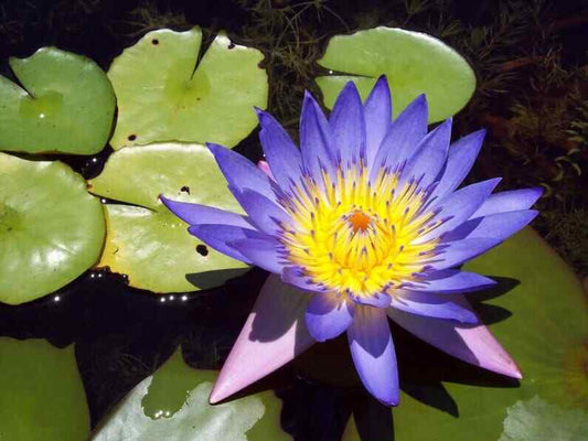 5 Blue Lotus Seeds Nelumbo nucifera Flowering Blooms Hardy Tropical Seed 944