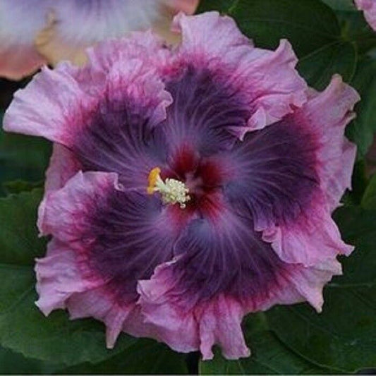20 Dark Light Purple Hibiscus Seeds Flowers Flower Seed Perennial 173 US SELLER