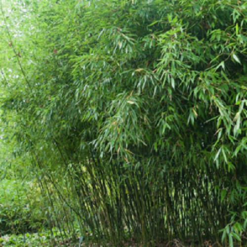 50 Bissetii Bamboo Seeds Privacy Climbing Garden Seed 375 US SELLER