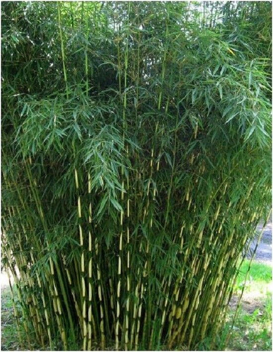 30 Pingwu Bamboo Seeds Privacy Plant Garden Seed Screen Shade 400 US SELLER