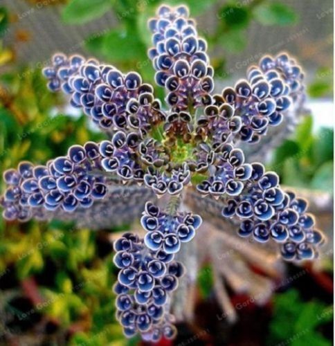 25 Rare Dark Blue Kalanchoe Seeds Succulent Flower Seed Flowers  92 US SELLER