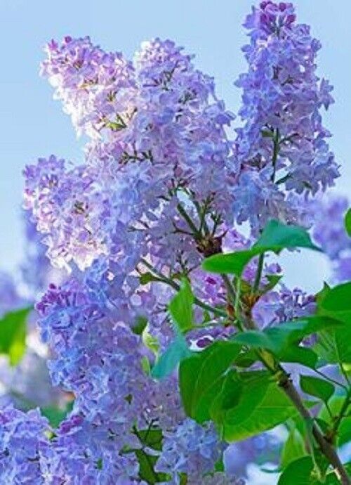 25 Thistle Lilac Seeds Tree Fragrant Flowers Perennial Seed Flower 984 US SELLER