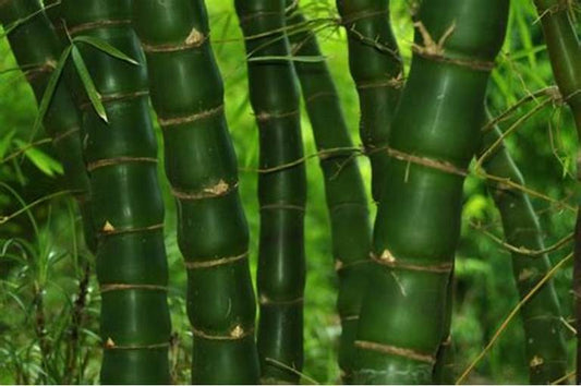 50 Fo Du Zhu Bamboo Seeds Privacy Climbing Garden Clumping Shade Screen 771