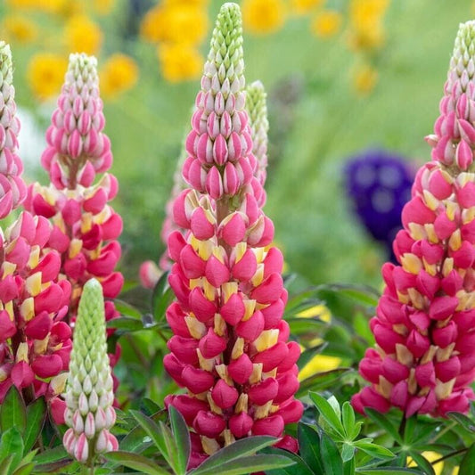 25 Tequila Flame Lupine Seeds Flower Perennial Flowers Hardy Seed 1032 US SELLER