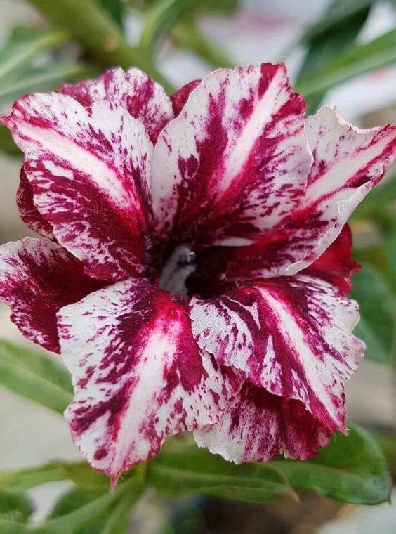 Adenium (Desert Rose) 'Carnation