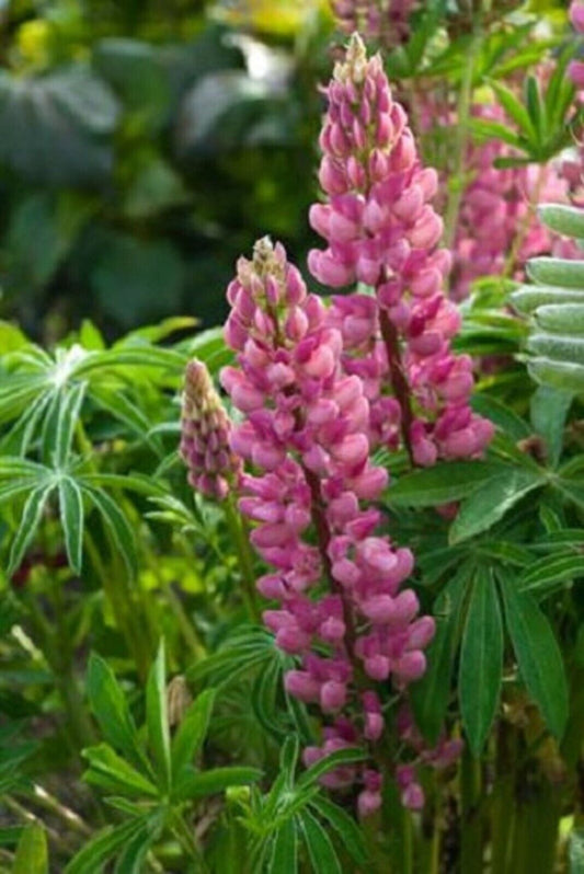 25 Popsicle Pink Lupine Seeds Flower Perennial Flowers Hardy Seed 1019 USA