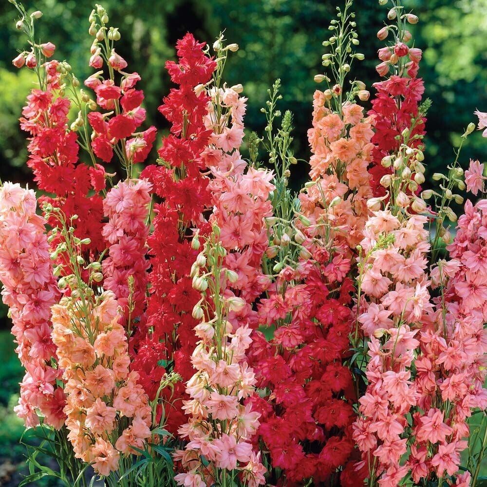 50 Red Delphinium Perennial Garden Flower Seed Flowers – Seeds