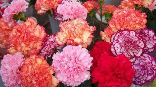 100 Double Mix Carnation Seeds Dianthus Flowers Seed Flower Perennial 227
