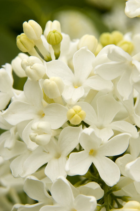25 Angel White Lilac Seeds Tree Fragrant Hardy Perennial Flower 359 US SELLER