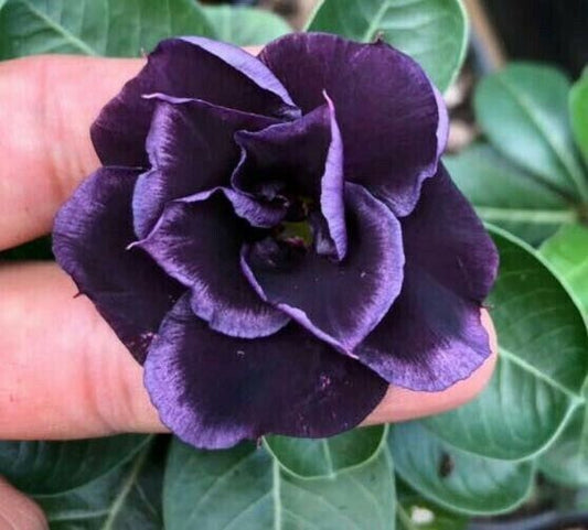 4 Dark Purple Desert Rose Seeds Adenium Obesum Flower Exotic Seed Flowers 53