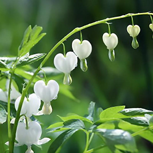 25 White Bleeding Heart Seeds Dicentra Spectabilis Shade Flower Flowers Seed 262