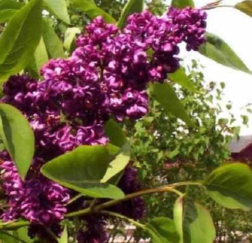 25 Dark Purple Lilac Seeds Tree Fragrant Hardy Perennial Flower Shrub Seed 368