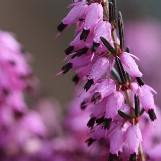 25 Purple Blac Bleeding Heart Seeds Dicentra Spectabilis Shade Flower Garden 700