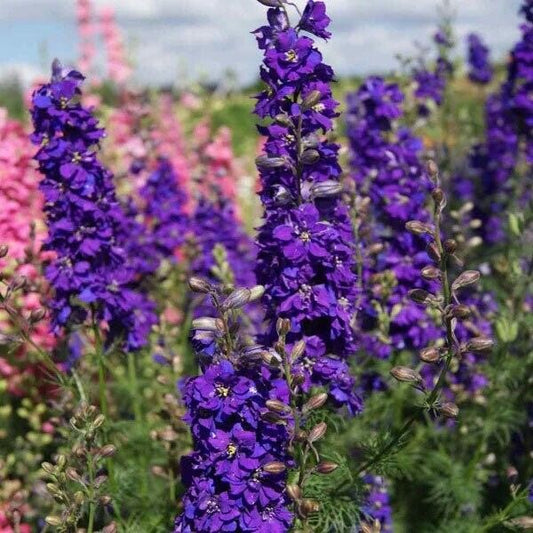 50 Dark Purple Delphinium Seeds Perennial Garden Flower Bloom  Seed Flowers 763