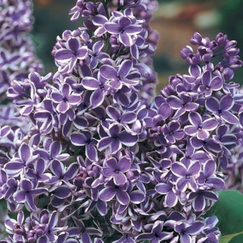 25 Purple White Lilac Seeds Tree Fragrant Hardy Perennial Flower 354 US SELLER