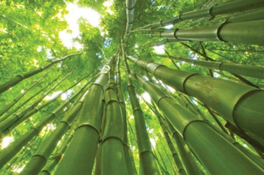 50 Giant Bamboo Seeds Privacy Plant Garden Clumping Shade Screen 387 US SELLER