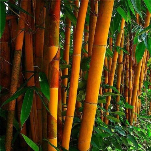 50 Orange Bamboo Seeds Privacy Seed Garden Clumping Exotic Screen 391 US SELLER