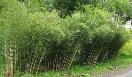 50 Umbrealla Bamboo Seeds Privacy Garden Clumping Exotic Shade Seed Screen 393