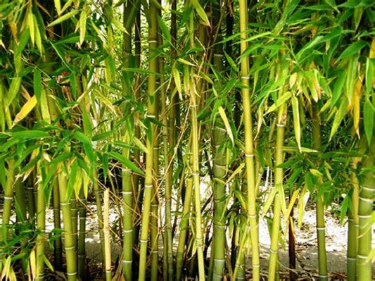 50 Yellow Bamboo Seeds Privacy Seed Garden Clumping Shade Screen 385 US SELLER