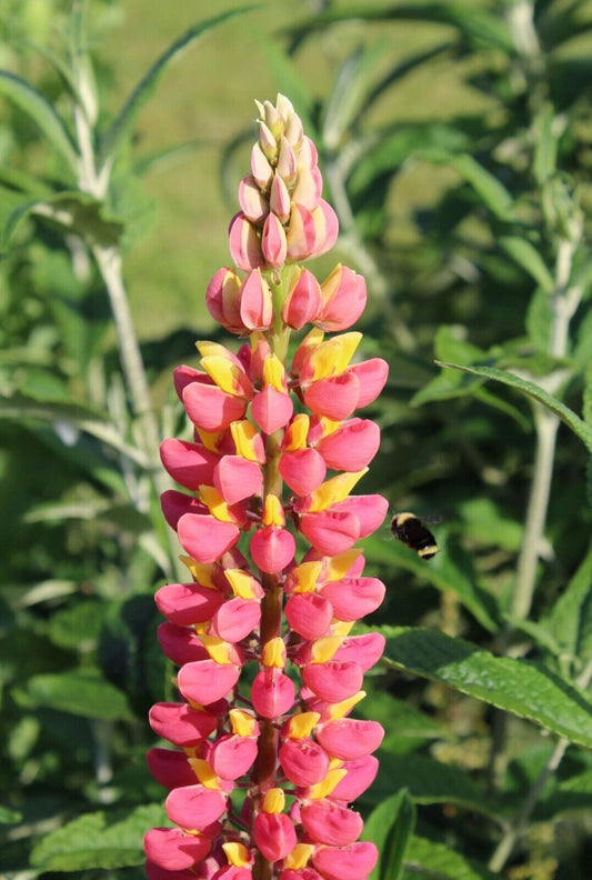 25 Pink Yellow Lupine Seeds Flower Perennial Flowers Hardy Seed 1014 US SELLER
