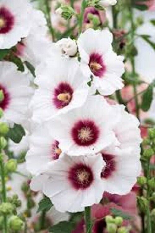 25 Halo Blossom Hollyhock Seeds Perennial Flower Seed Flowers 874 US SELLER