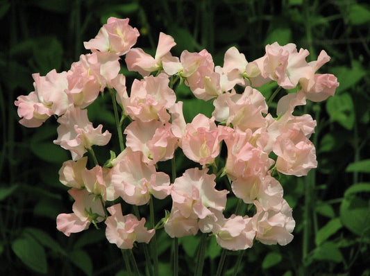 25 Heaven Scent Sweet Pea Seeds Flowers Seed Flower Annual Bee Butterfly 335