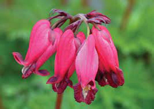 25 Amore Red Bleeding Heart Seeds Dicentra Spectabilis Shade Flower Garden 683