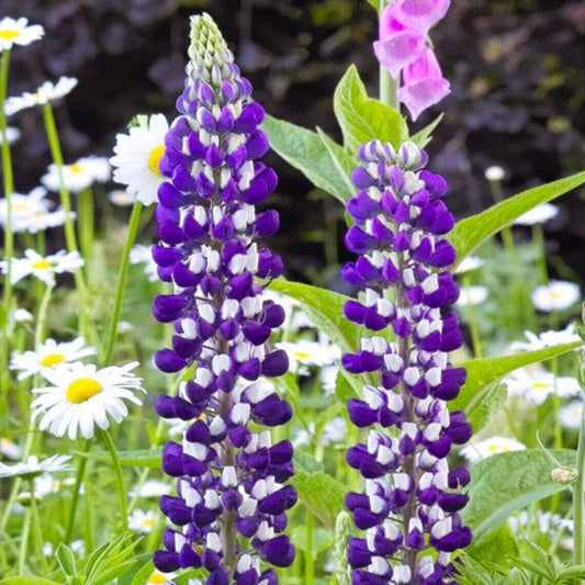 25 The Governor Lupine Seeds Flower Perennial Flowers Hardy Seed 1034 US SELLER