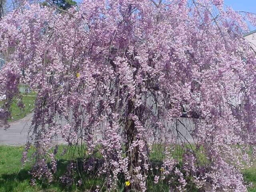 5 Purple Willow Seeds Tree Weeping Flower Giant Full Landscape