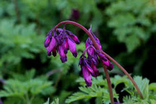 25 Dark Purple Bleeding Heart Seeds Dicentra Spectabilis Shade Flower Garden 694