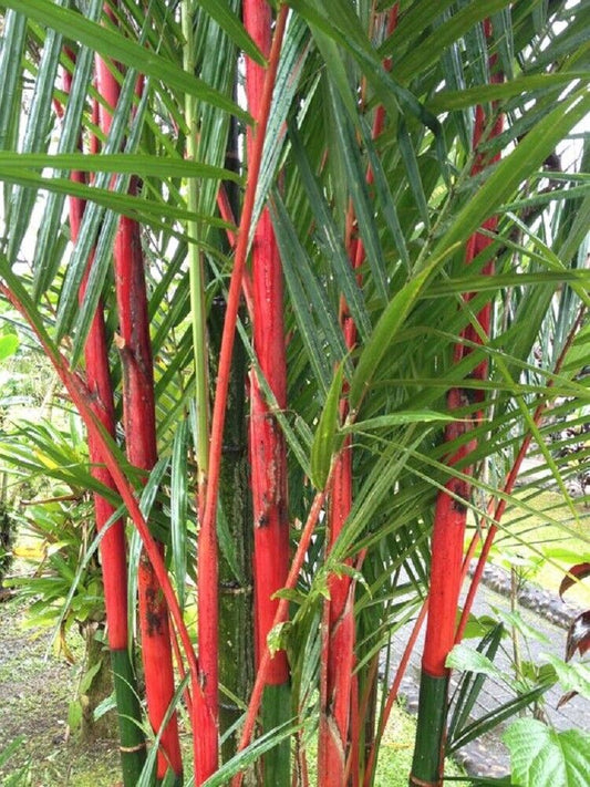 50 Costa Rico Red Moso Bamboo Seeds Privacy Climbing Seed Shade 396 US SELLER