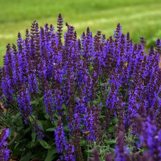 50 Bumbleblue Salvia Seeds Flower Seed Perennial Flowers 605 US SELLE Butterfly