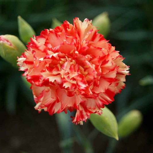 100 Chabaud Carnation Seeds Dianthus Flowers Seed Flower Perennial 1049 USA