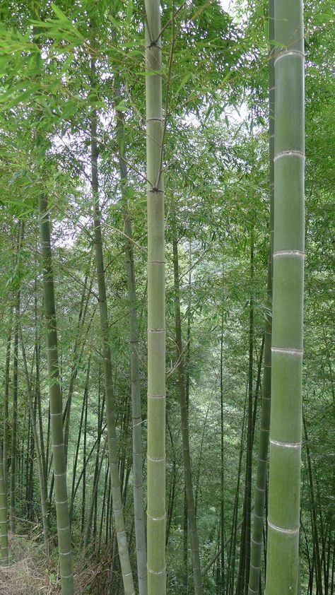 50 Gang Zhu Bamboo Seeds Privacy Climbing Garden Clumping Shade Screen 751