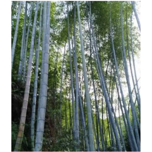 50 Ma Zhu Bamboo Seeds Privacy Climbing Garden Clumping Shade Screen 759
