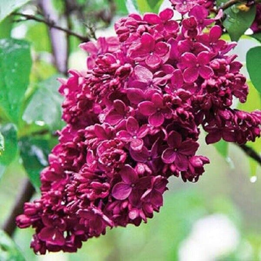 25 Red French Lilac Seeds Tree Flowers Seed Bloom Perennial Flower 356 US SELLER