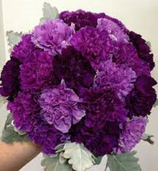 100 Purple Mix Carnation Seeds Dianthus Flowers Seed Flower Perennial Bloom 218