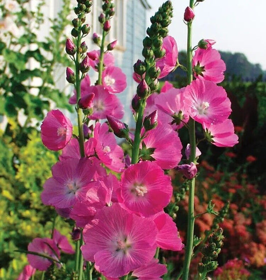 25 Party Girl Hollyhock Seeds Perennial Flower Seed Flowers 887 US SELL Pink