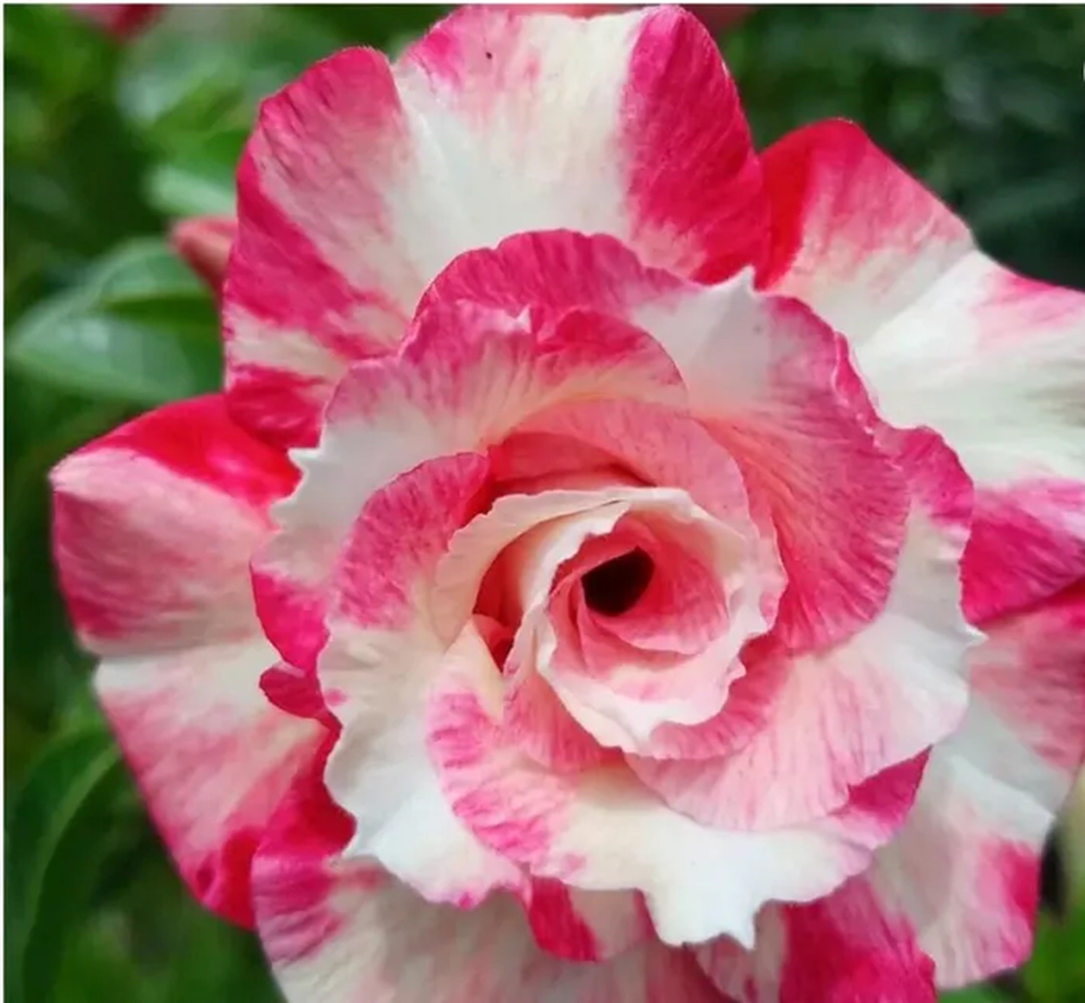 8 Peppermint Candy Desert Rose Seeds Adenium Obesum Flower Perennial F ...