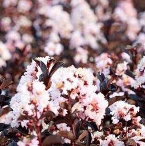 20 Blush Cape Myrtle Seeds Tree Flower Perennial Flowers Seed 1204 US SELLER