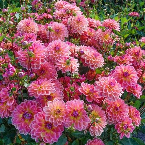 25 Pacific View Dahlia Perennial Flowers Seeds Flowering Bloom 1140 US SELL