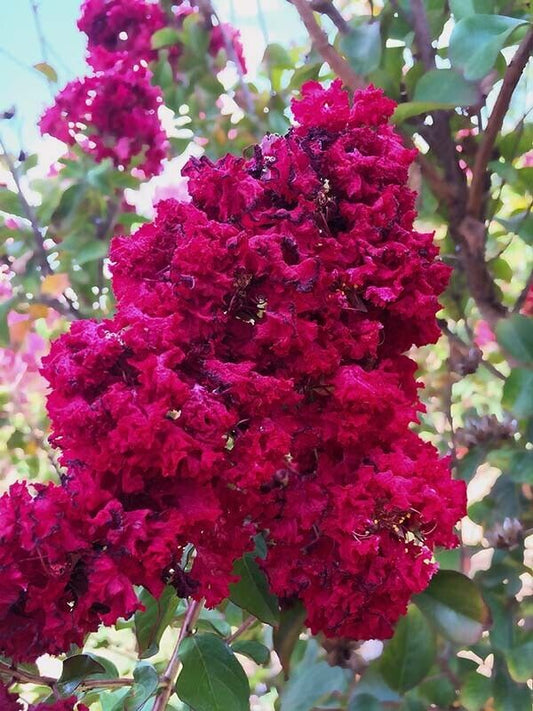 20 Dynamite Cape Myrtle Seeds Tree Flower Perennial Flowers Seed 1225 US SELLER