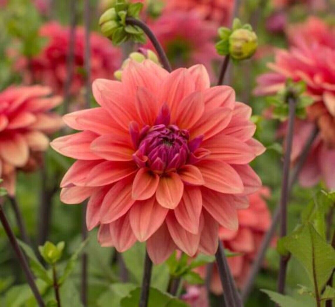 25 American Dawn Dahlia Seeds Flower Perennial Flowers Seeds Flowering US 1102