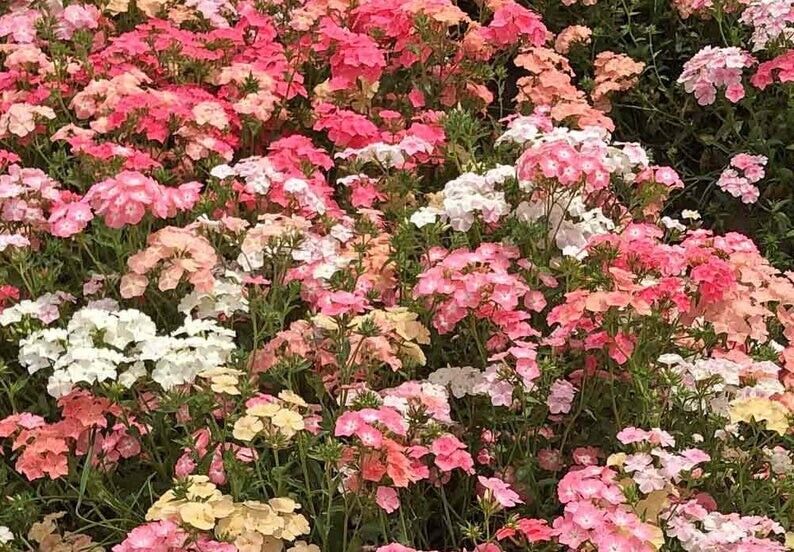 50 Pastels Mix Phlox Seeds Flower Perennial Seed Flowers Butterfly 1282 US SELL