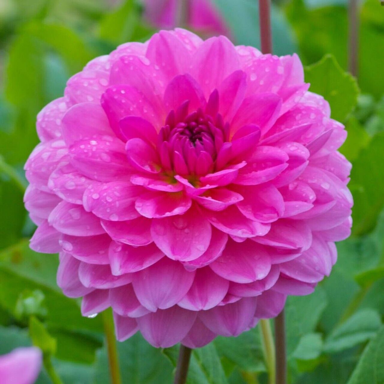 25 Rosella Dahlia Seeds Flower Perennial Flowers Seeds Flowering US Seller 1149