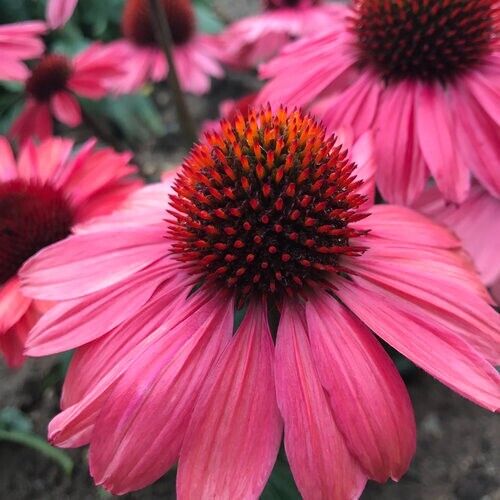 50 Coral Craze Coneflower Seeds Echinacea Flower Perennial Flowers Seeds 1155