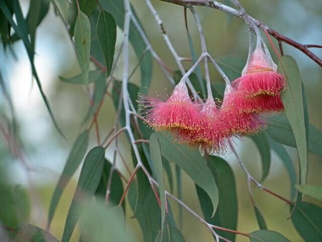 50 Silver Princess Gum Eucalyptus Seeds Tree Flower Perennial Flowers Seed 1344