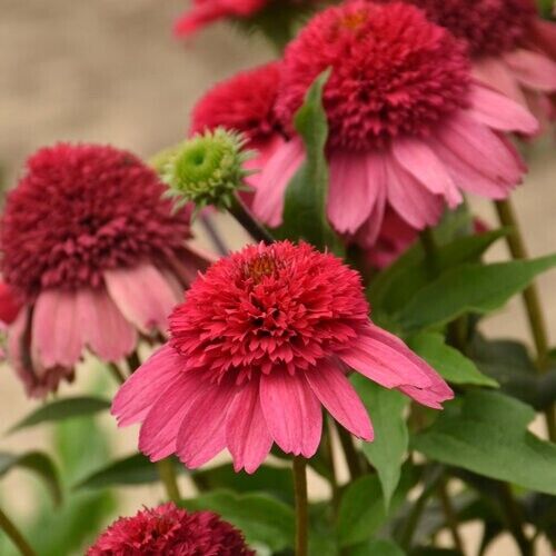 50 Watermelon Sugar Coneflower Seeds Echinacea Flower Perennial Flower Seed 1134