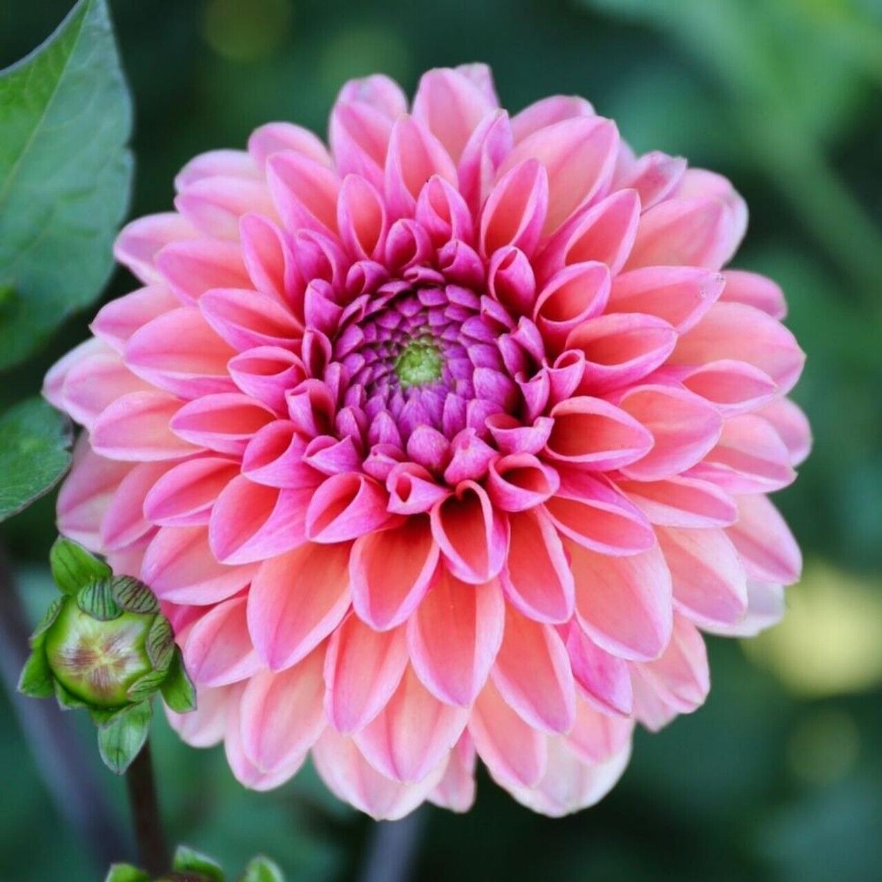 25 Daisy Duke Dahlia Seeds Flower Perennial Flower Flowering Bloom 1109 US SELL