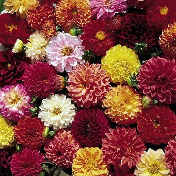 25 Double Extreme Dahlia Seeds Flower Perennial Flower Seed Flowering Bloom 1111